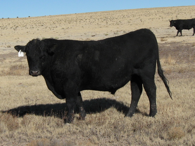 We use these bulls on registered as well as commercial cows.